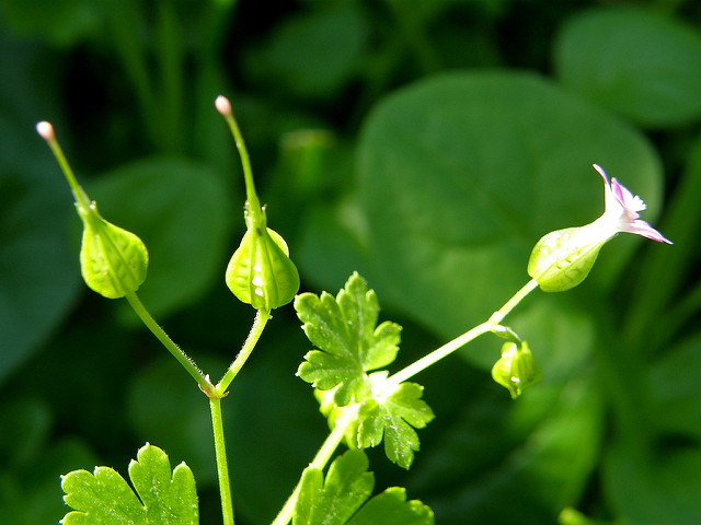 Géranium luisant