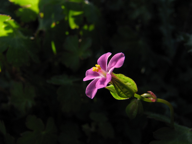 Géranium luisant
