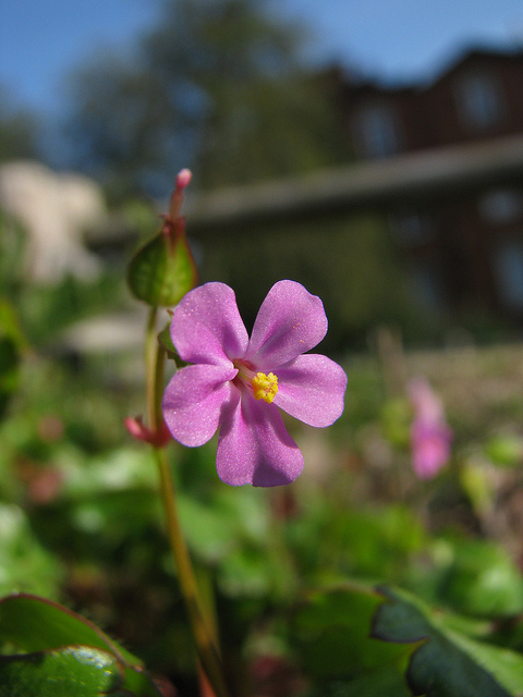 Géranium luisant