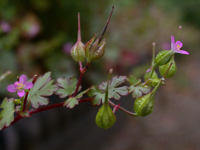 Géranium luisant