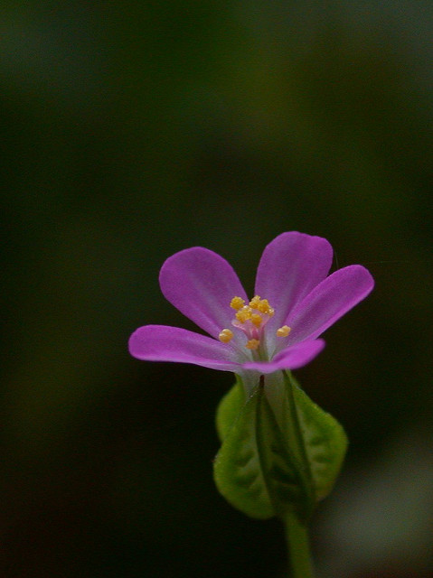 Géranium luisant