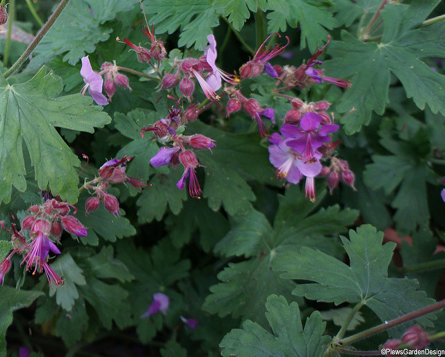 Géranium à grosses racines
