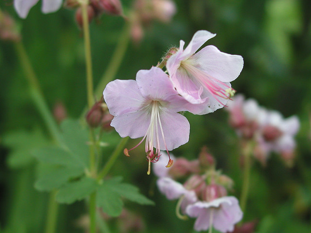 Géranium à grosses racines