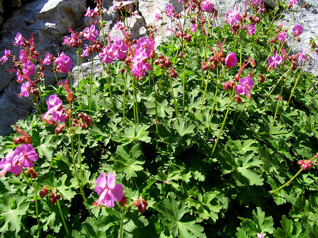 Géranium à grosses racines