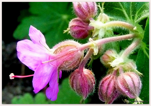 Géranium à grosses racines