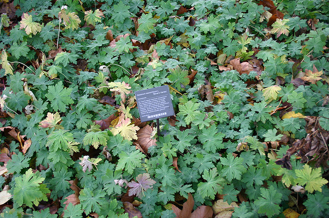 Géranium à grosses racines