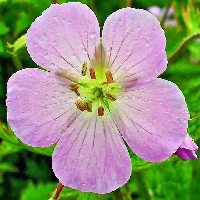 Géranium vivace maculé