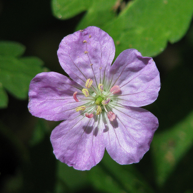 Géranium vivace maculé