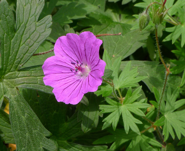 Géranium vivace maculé