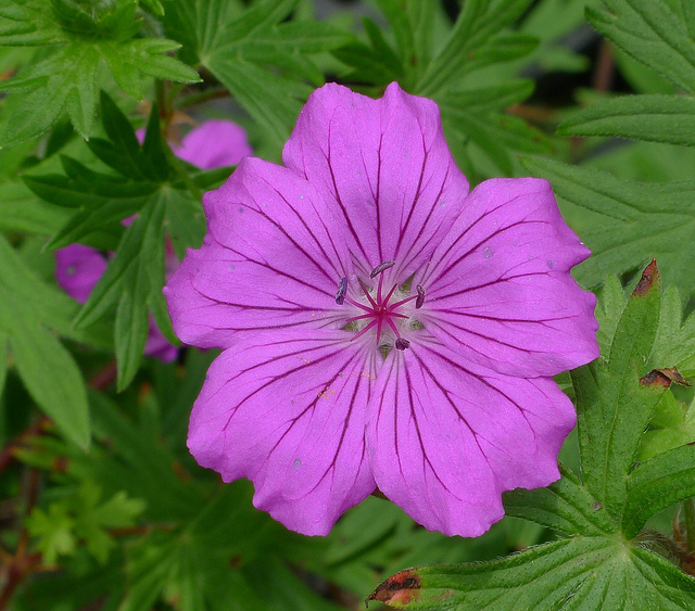 Géranium vivace maculé
