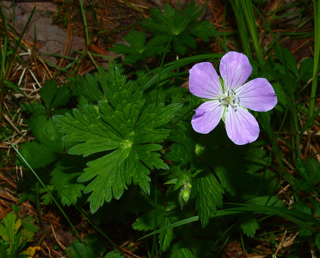 Géranium vivace maculé
