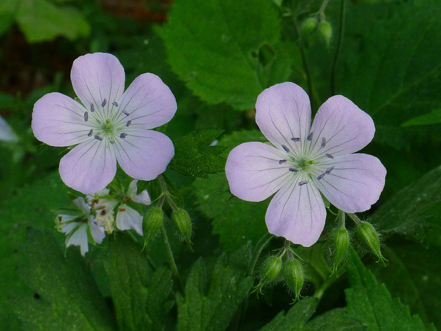 Géranium vivace maculé (Geranium maculatum)
