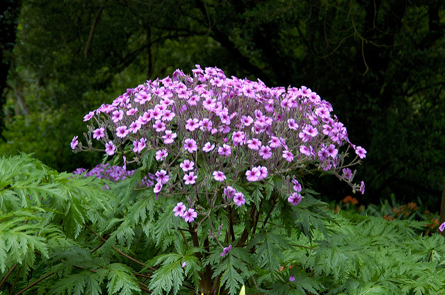 Géranium de madère