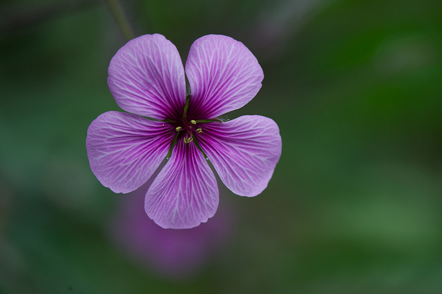 Géranium de madère