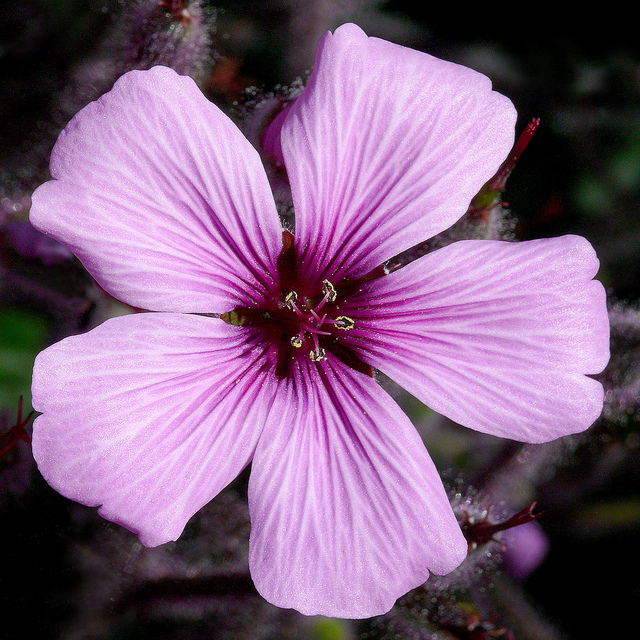Géranium de madère