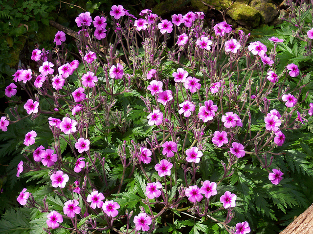 Géranium de madère
