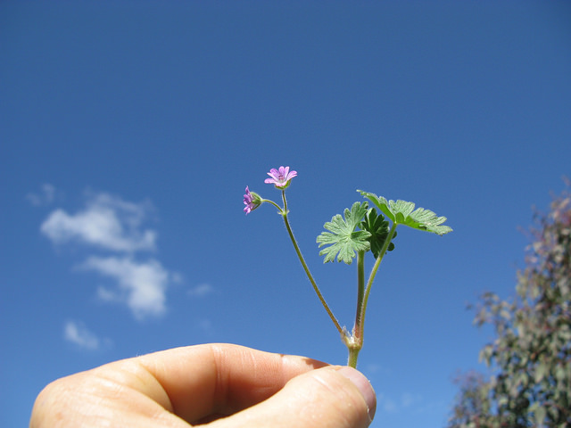 Géranium à feuilles molles