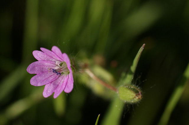 Géranium à feuilles molles (Geranium molle)