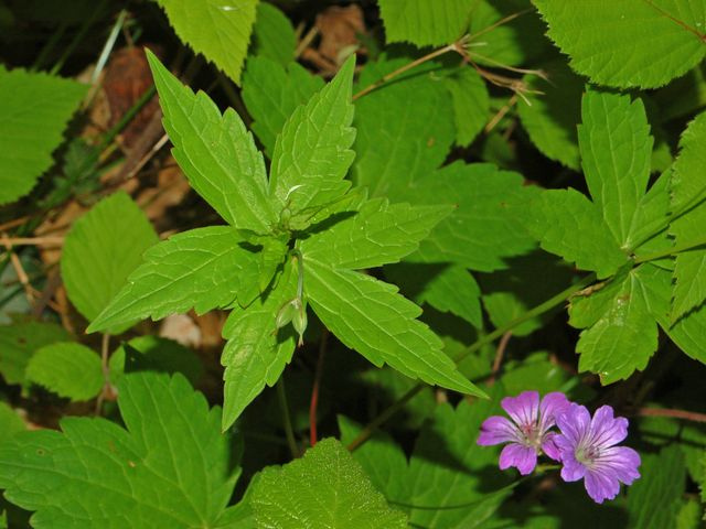 Géranium noueux (Geranium nodosum)