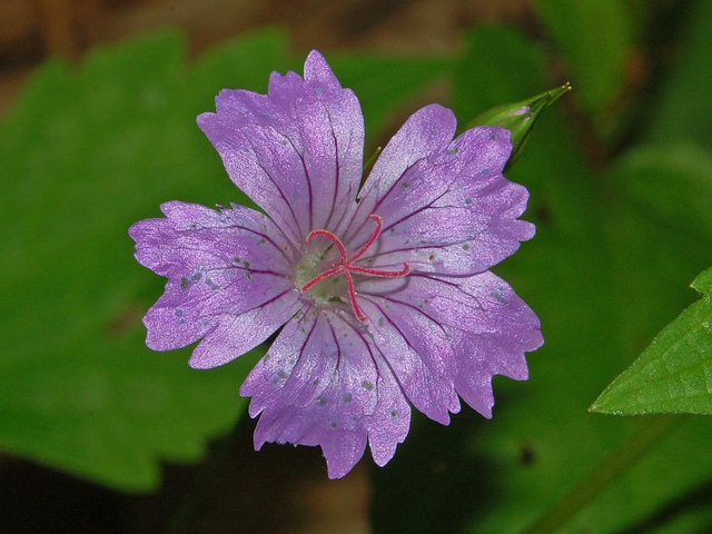 Géranium noueux