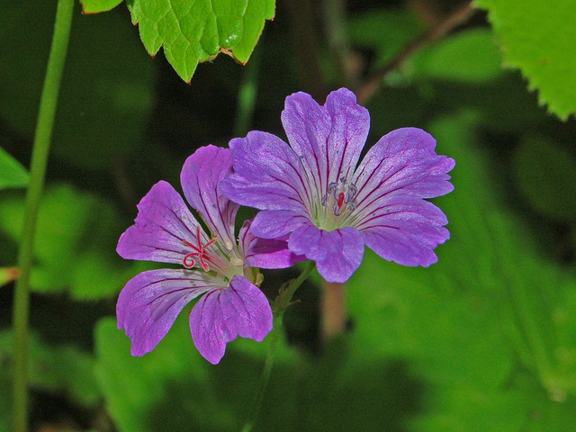 Géranium noueux