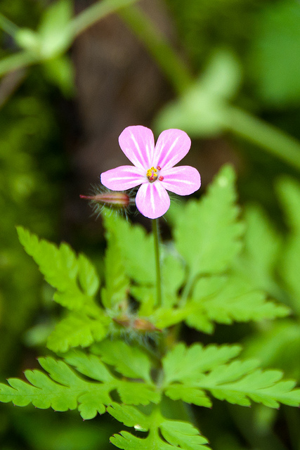 Géranium noueux