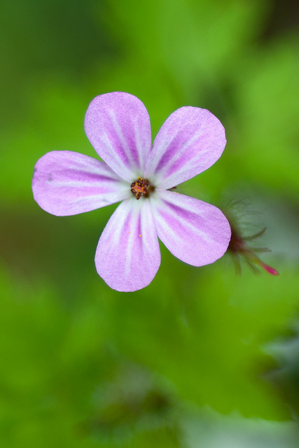 Géranium noueux