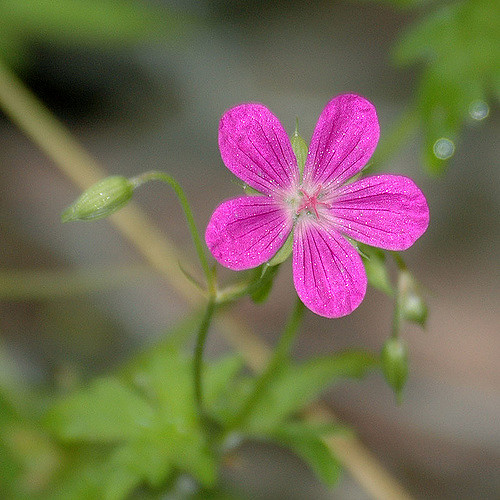 Géranium des marais (Geranium palustre)