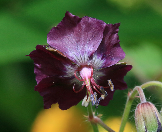 Géranium livide