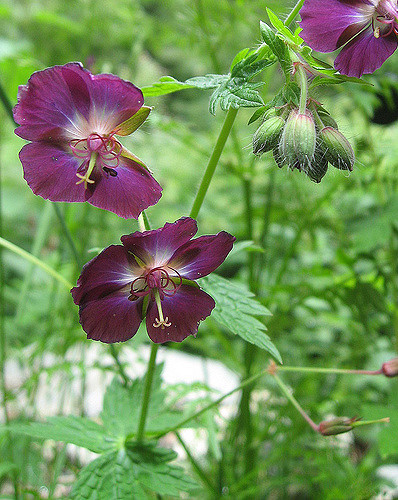 Géranium livide