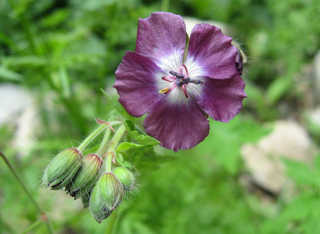 Géranium livide