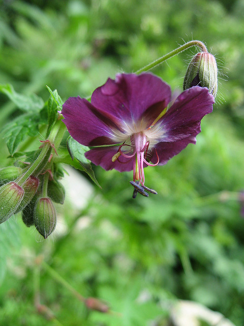 Géranium livide