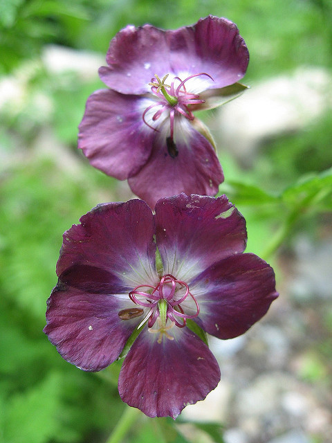 Géranium livide