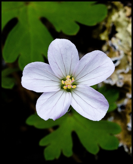 Geranium potentilloides (Geranium potentilloides)