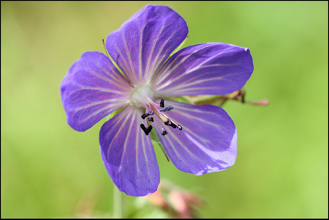 Géranium des prés (Geranium pratense)