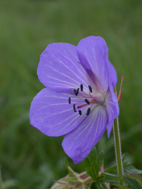 Géranium des prés