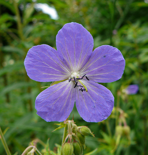 Géranium des prés