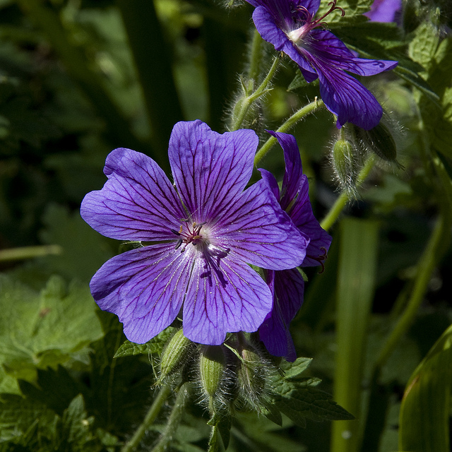 Géranium des prés