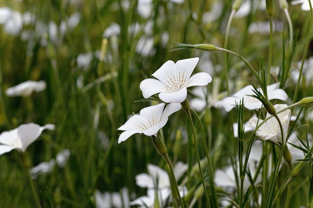 Géranium vivace psilostemon