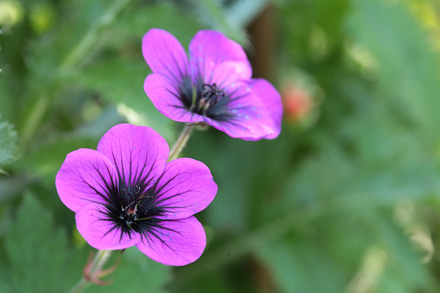 Géranium vivace psilostemon