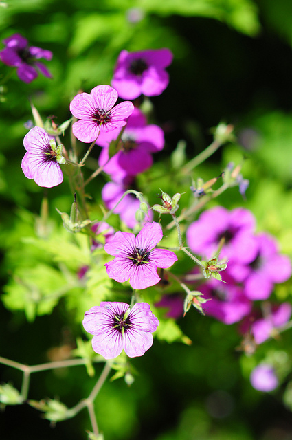 Géranium vivace psilostemon