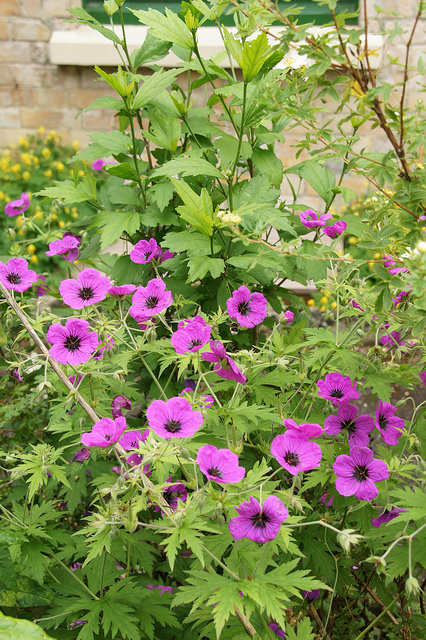 Géranium vivace psilostemon