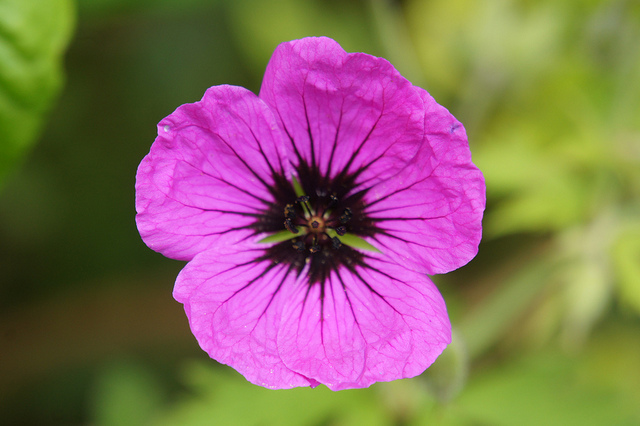 Géranium vivace psilostemon