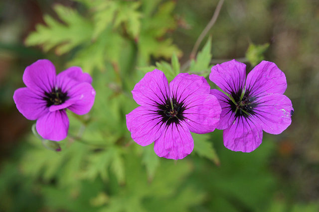 Géranium vivace psilostemon (Geranium psilostemon)