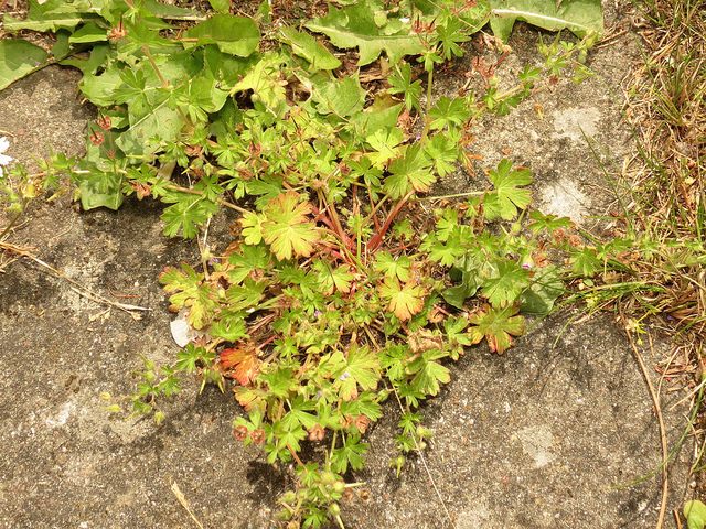 Géranium à tiges grêles