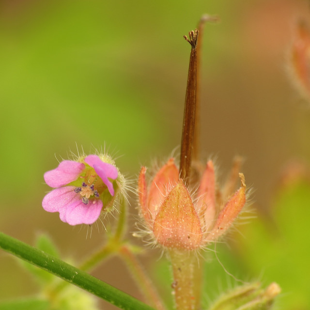 Géranium à tiges grêles
