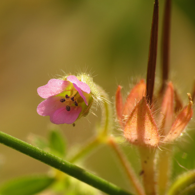 Géranium à tiges grêles