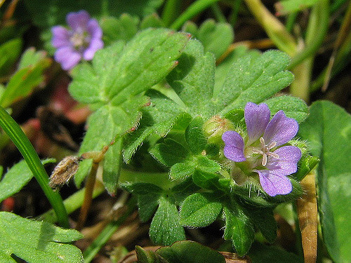 Géranium à tiges grêles