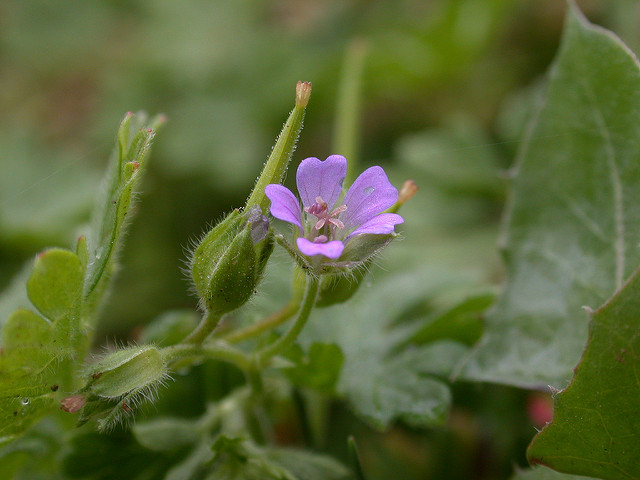 Géranium à tiges grêles (Geranium pusillum)