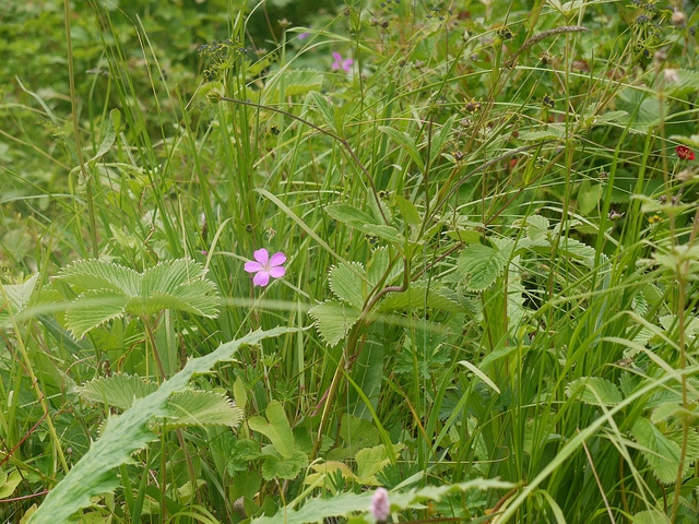 Géranium vivace regelii